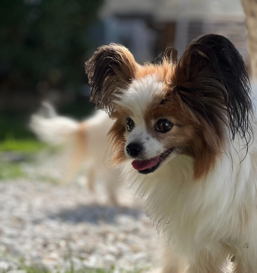 Garde Chien Garde Chien