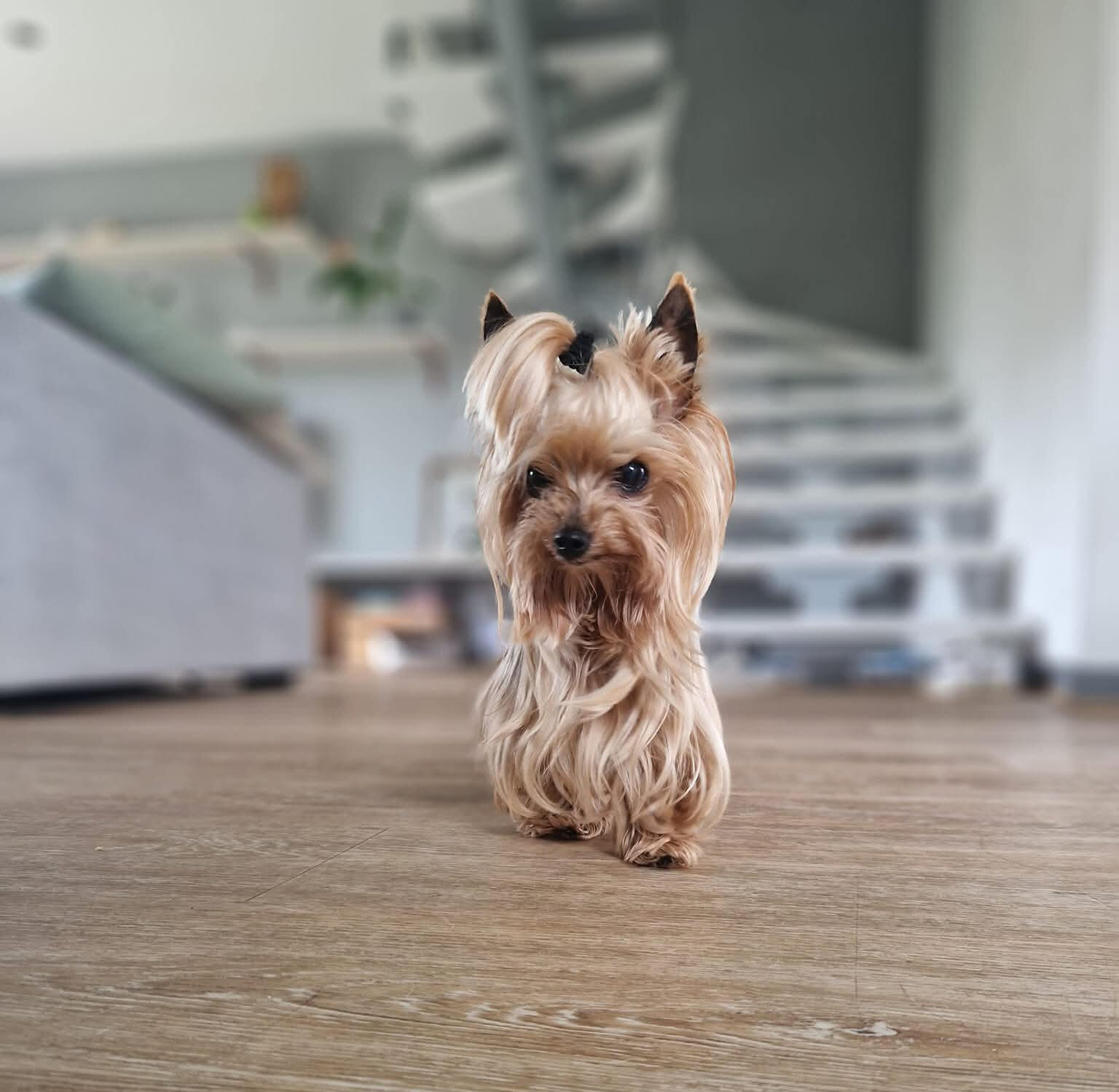 Garde chien